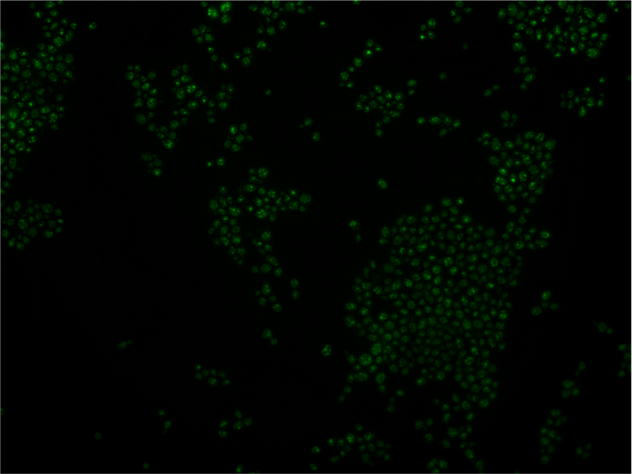 Nile-red stained lipid droplets in budding yeast