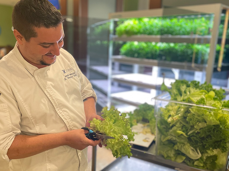 Cafeteria staff member cutting lettuce