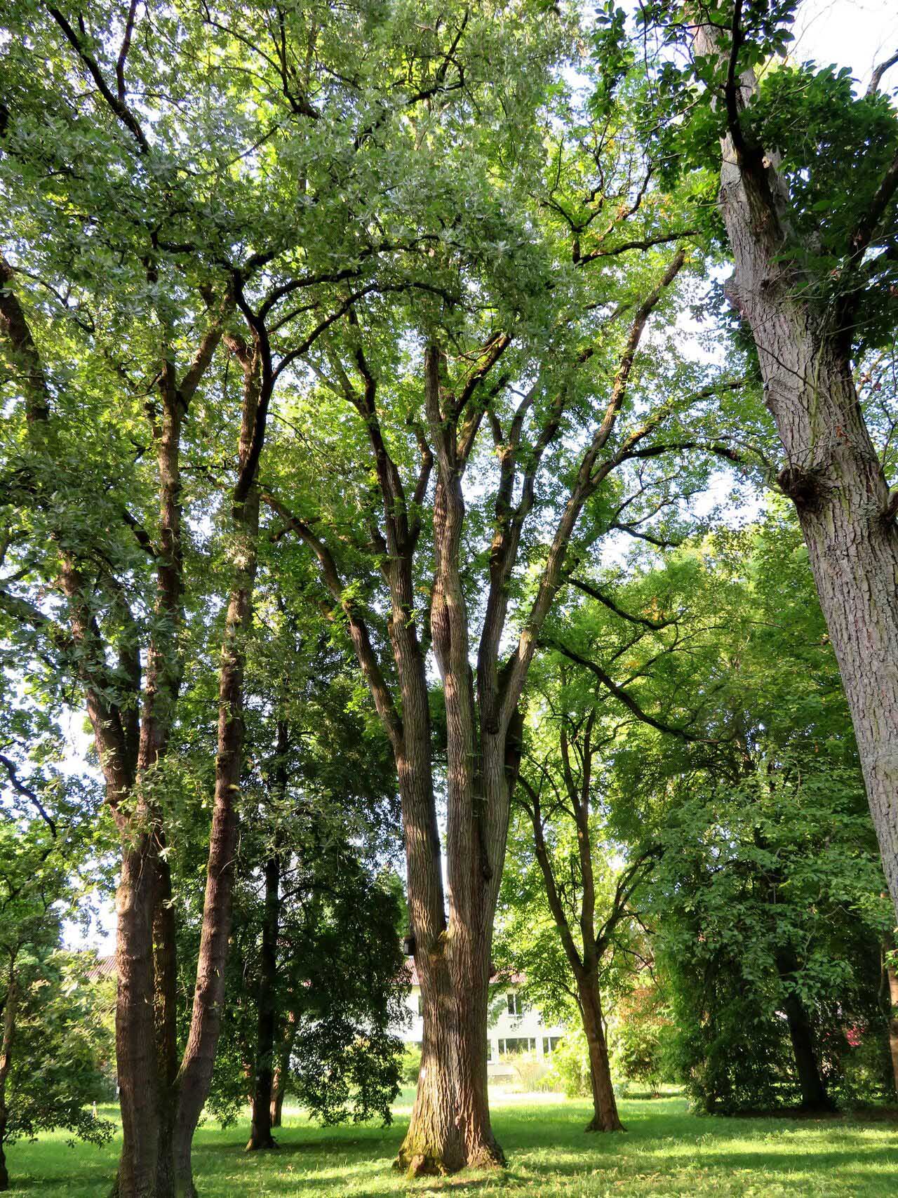 american elm