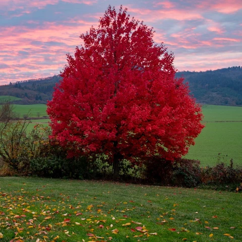 autumn-blaze-maple