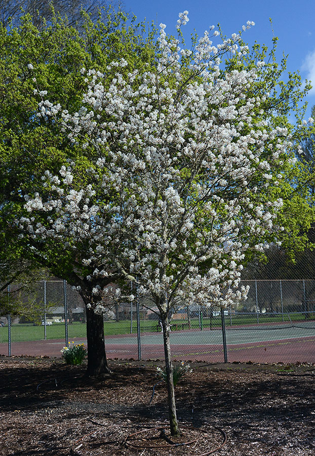 autumn-brilliance-serviceberry