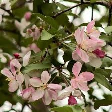 crabapple