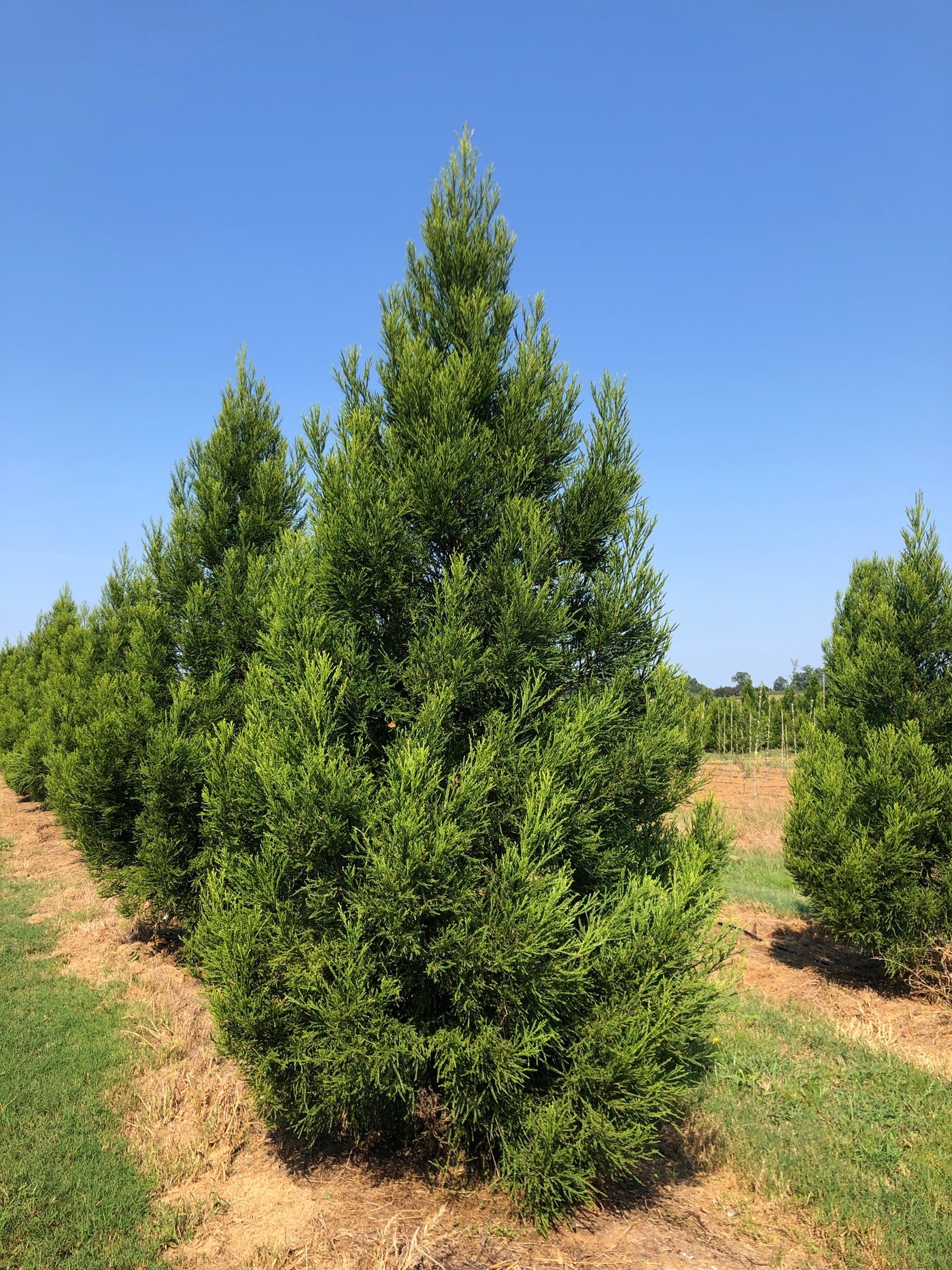 japanese-cedar