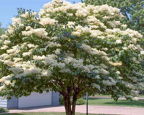 japaneselilactree.jpg