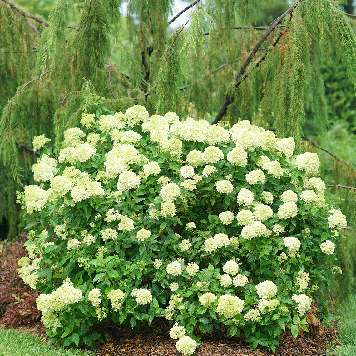 little-limelight-hydrangea