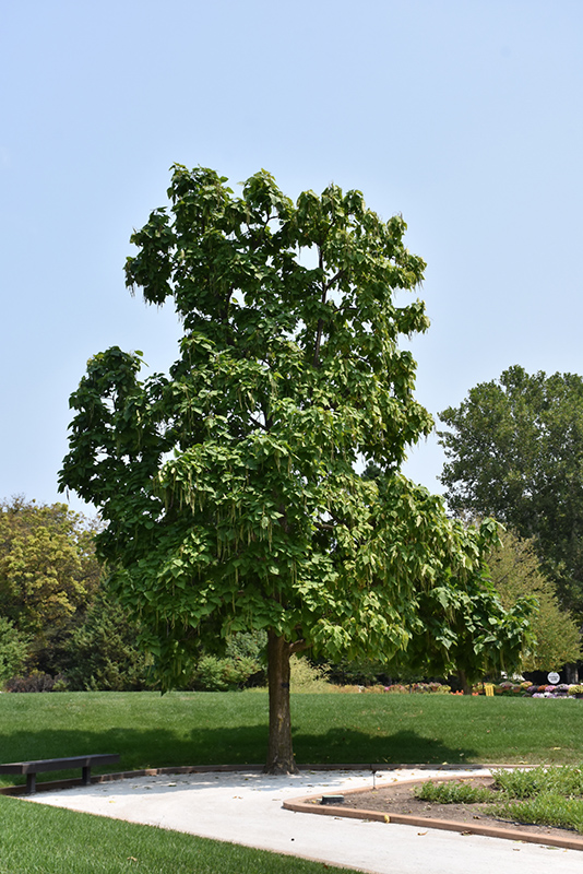 northern-catalpa