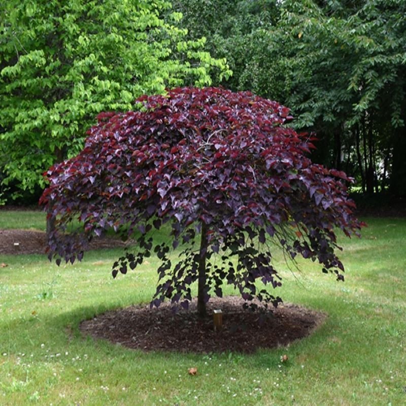 ruby-falls-redbud