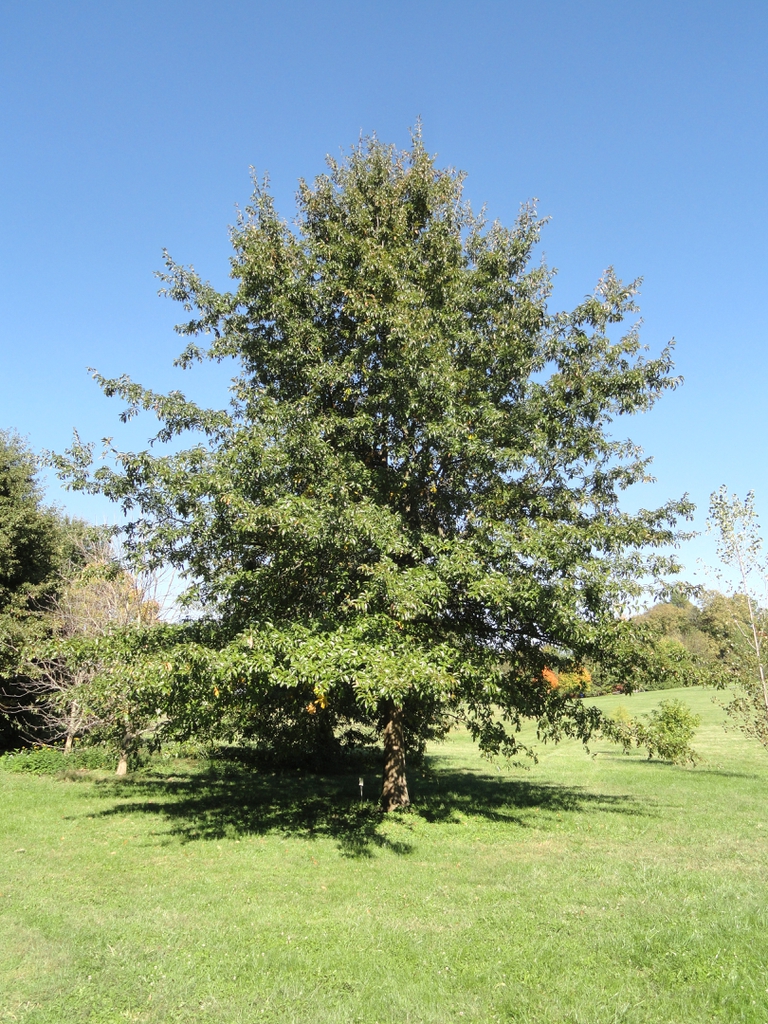 shingle-oak