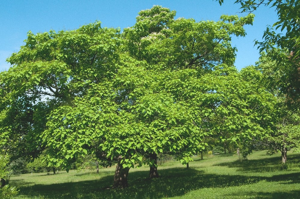 southern-catalpa