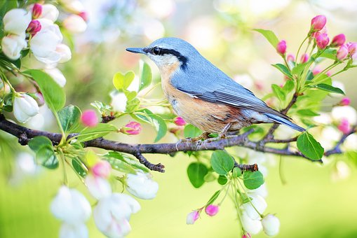 spring backgrounds with birds